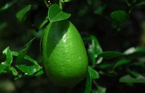 香水柠檬爆料方法视频,视频教学大公开  第1张